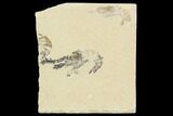 Cretaceous Fossil Shrimp Plate - Lebanon #107463-1